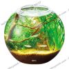 Hồ cá tiểu cảnh thủy tinh - Gex Glass Aquarium Sphere - anh 3