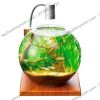 Hồ cá tiểu cảnh thủy tinh - Gex Glass Aquarium Sphere - anh 4