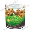 Hồ cá tiểu cảnh thủy tinh - Gex Glass Aquarium Cylinder - anh 2