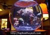 Aquael Bowl Sphere Aquarium - anh 3