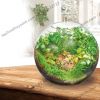 Hồ cá tiểu cảnh thủy tinh - Gex Glass Aquarium Sphere - anh 2